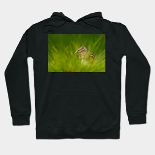 Chipmunk In Grass Hoodie